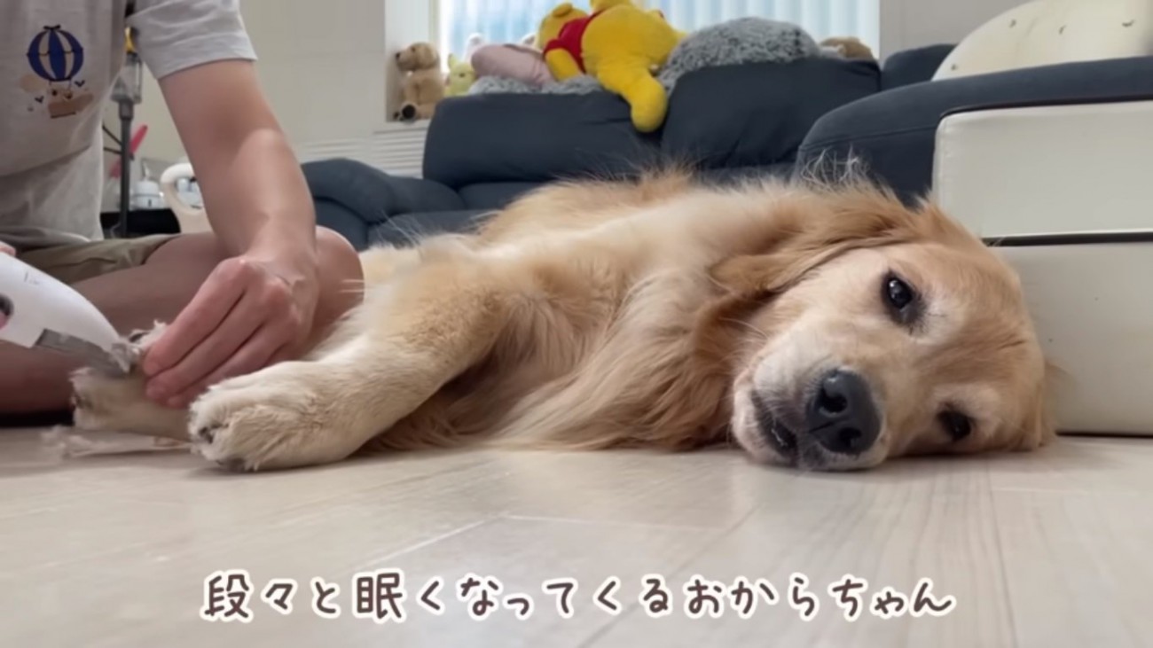 眠くなるおからちゃん