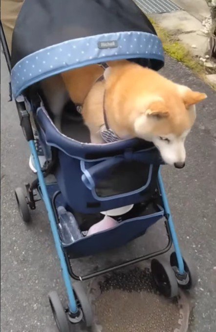 どこへ行くにも一緒♪