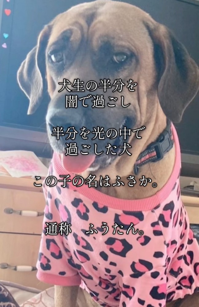 ピンクの服を着た大型犬