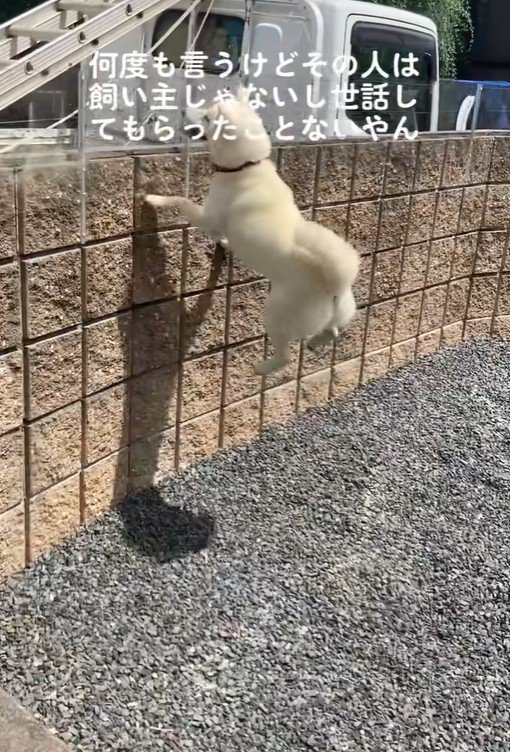 親戚のおじさんを見送るおもちちゃん6