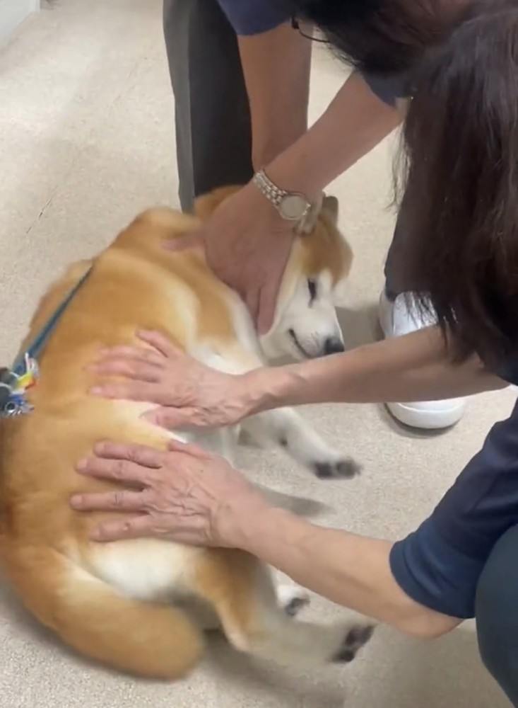 撫でられてうっとりする犬