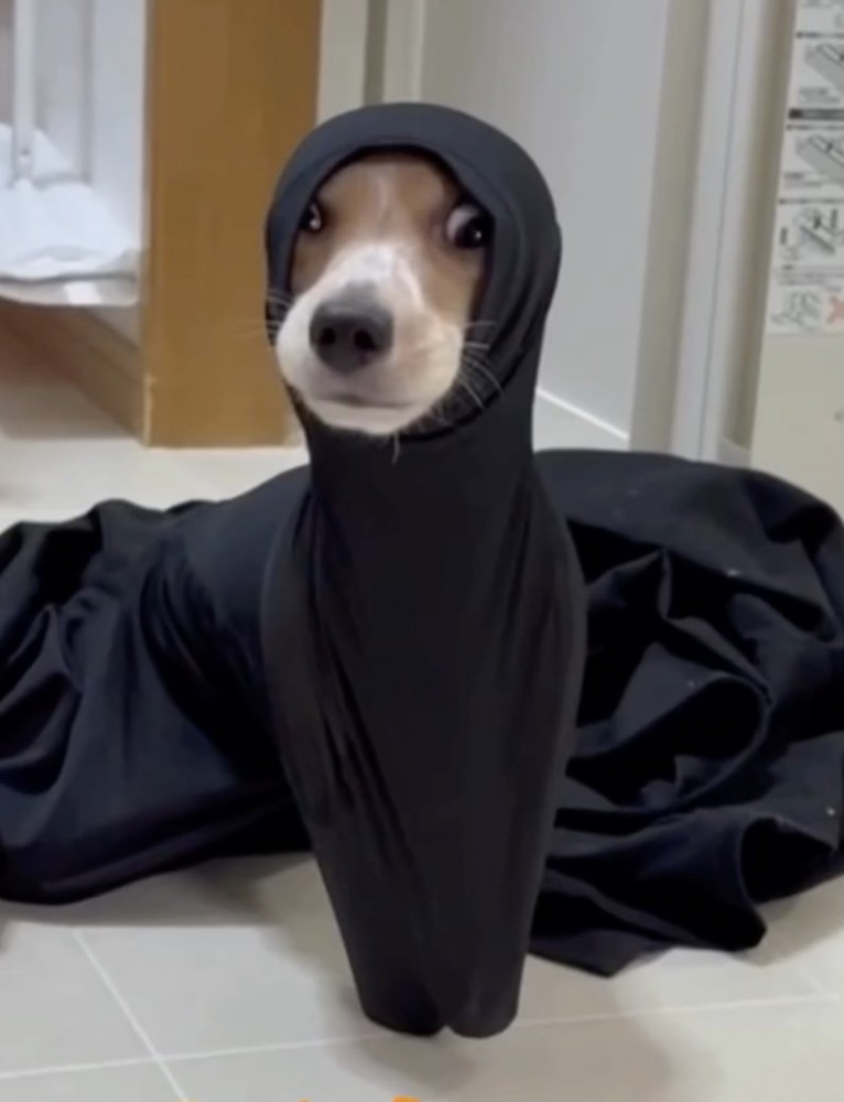 洗濯物から出られなくなったルカちゃん
