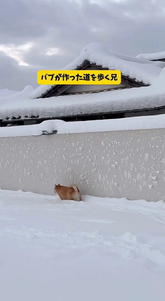 意気揚々と歩くおもちくん