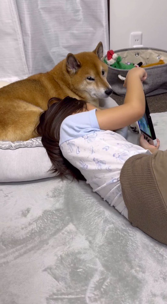 目を開いて飼い主の方に視線を向ける犬