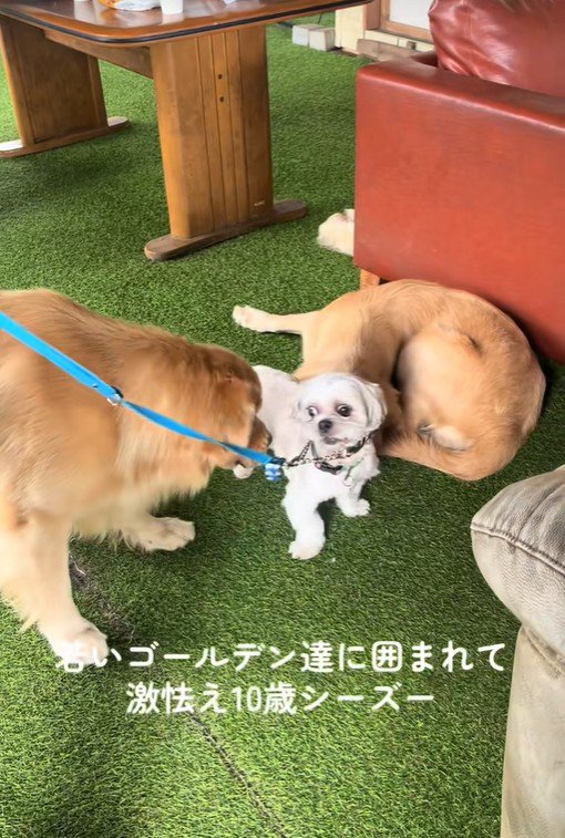 大型犬に囲まれたしろ君5