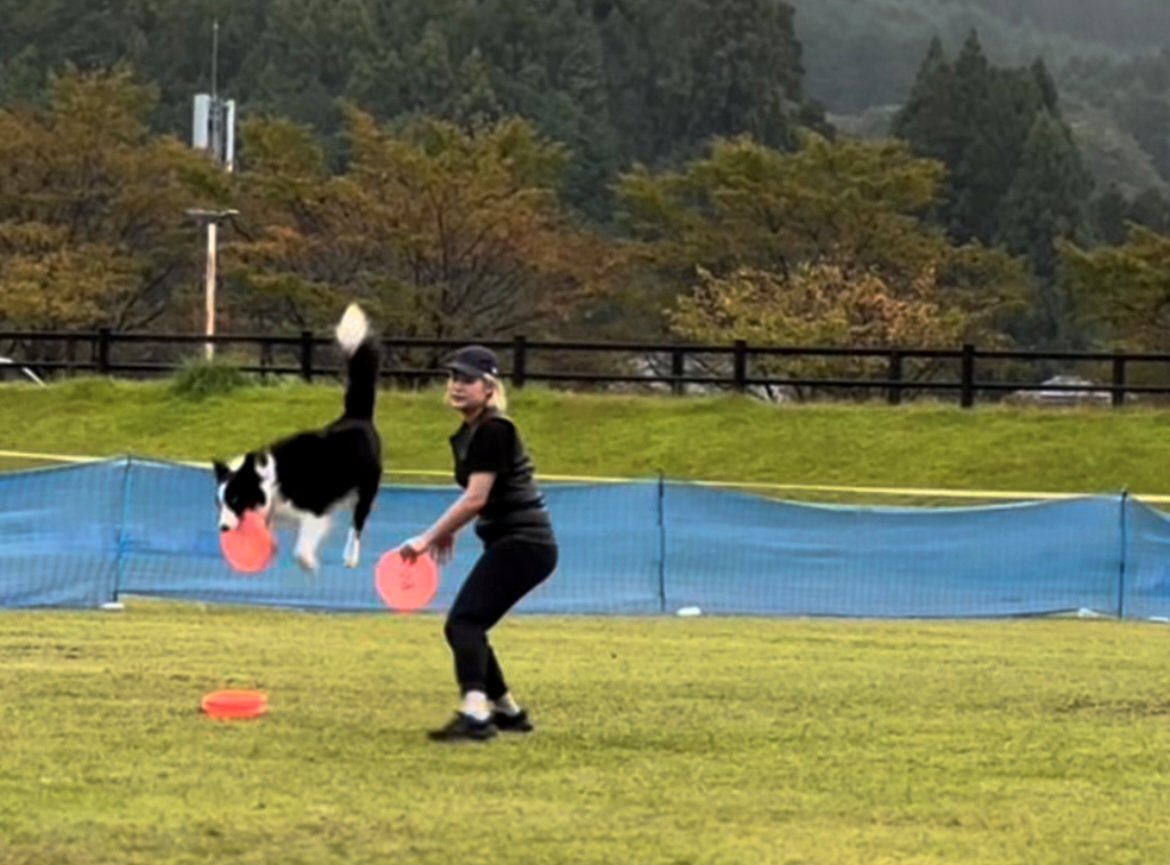 ジャンプしてフリスビーをキャッチする犬