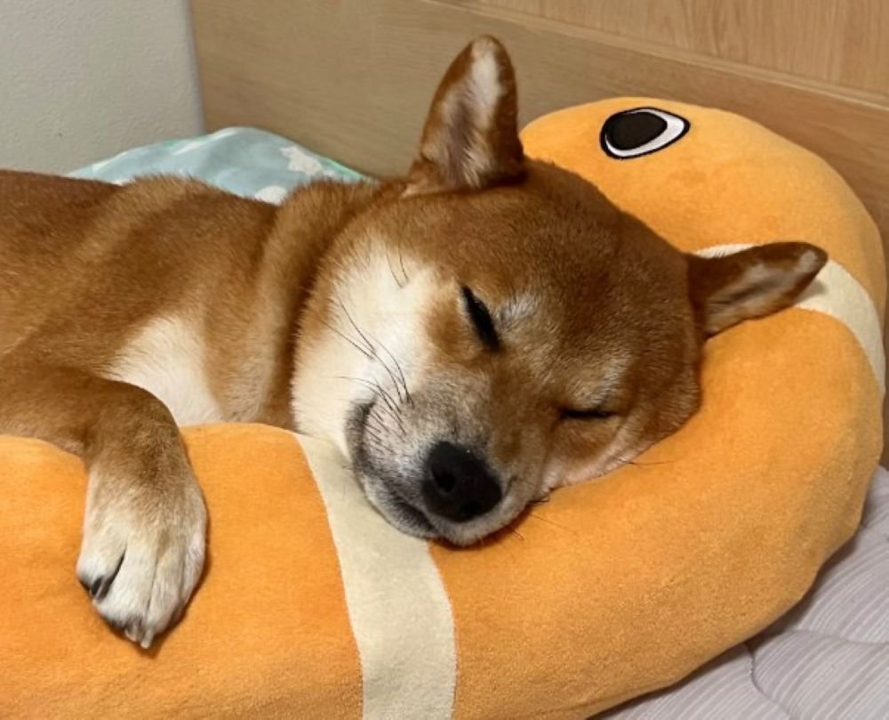 幸せそうな寝顔♡