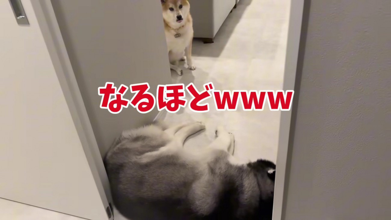 通せんぼされたおもちくん