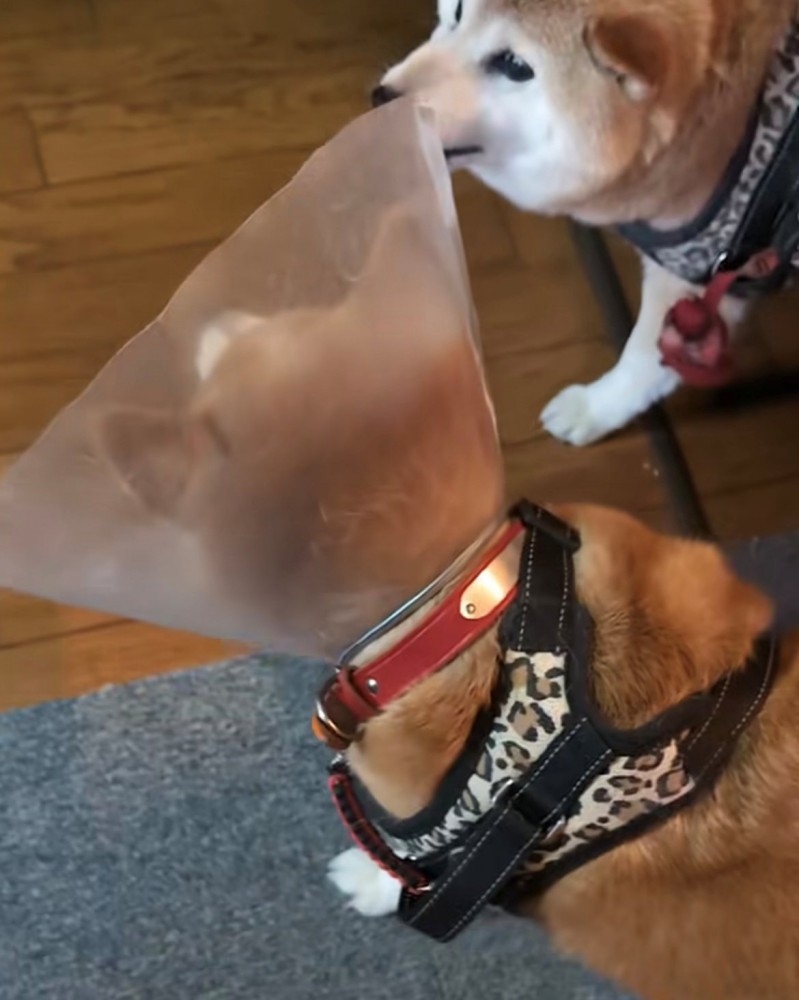 向かい合う2匹の犬