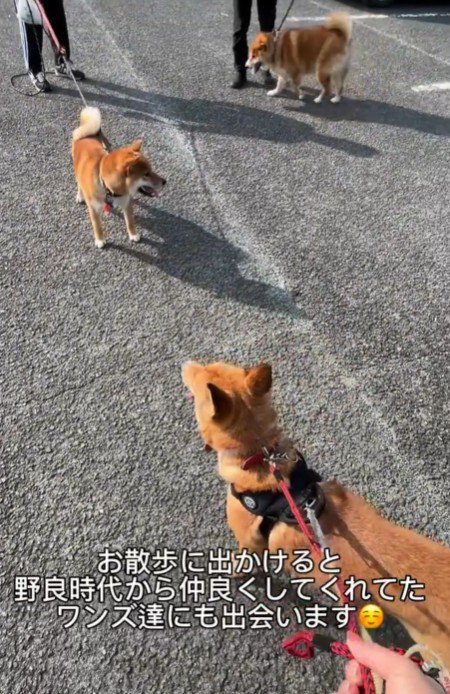 顔見知りの近所の犬たちとも再会