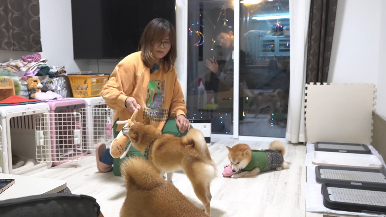 お兄ちゃん帰省時の豆柴4兄妹