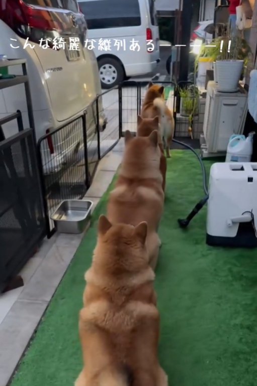 並ぶ犬1