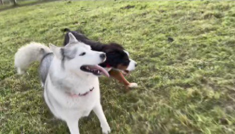 ティアラちゃんと鬼ごっこ