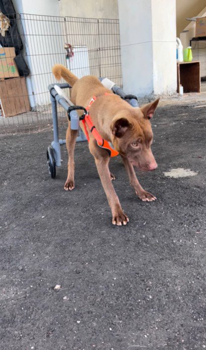 車椅子に挑戦するあさちゃん