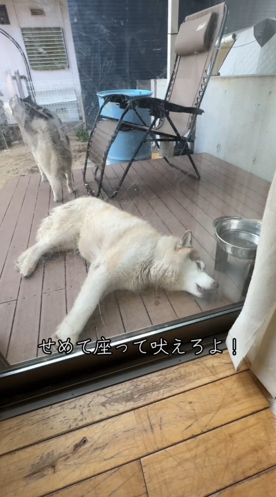 横になったまま遠吠えする茶色い犬