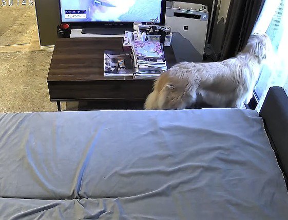 窓から飼い主を見つめる犬