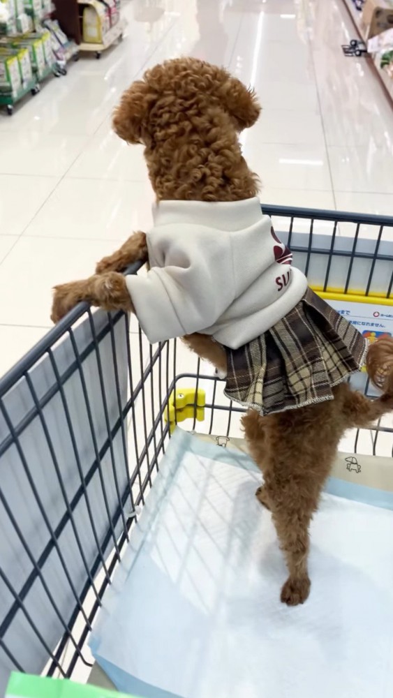 ショッピングカートに乗る犬