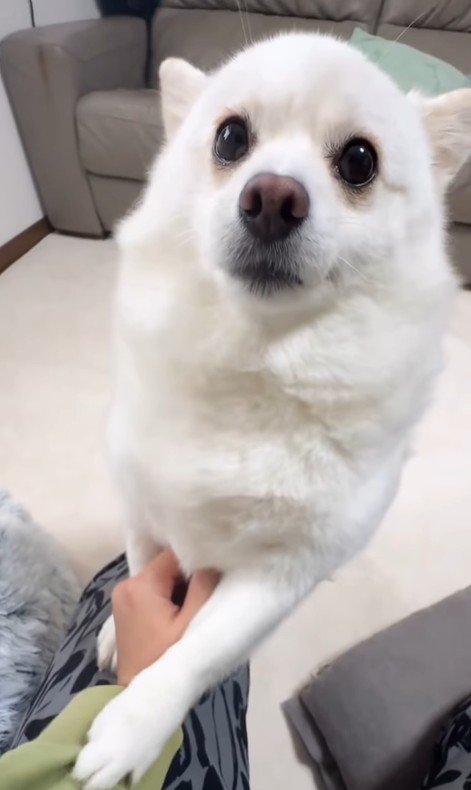 甘えん坊なベラちゃん2