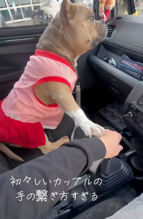 前を見つめるリリーちゃん