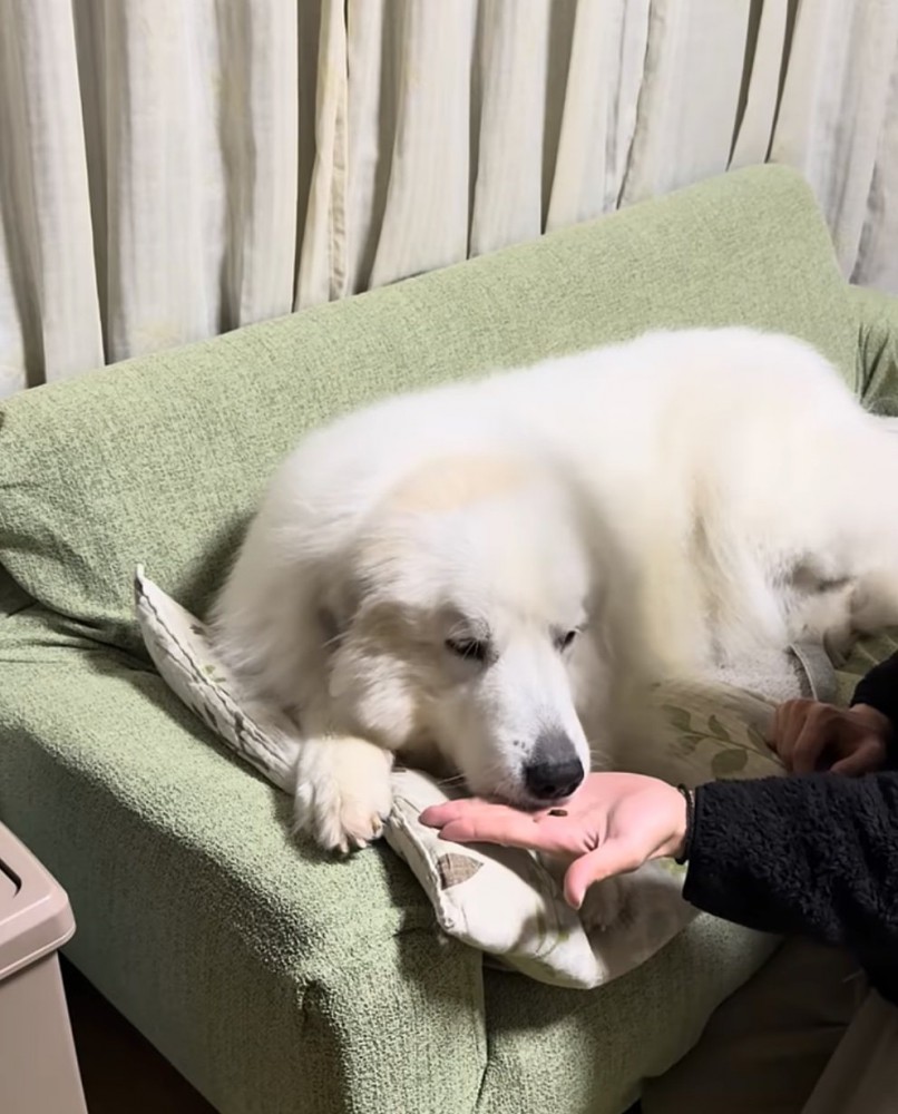 薬の匂いを嗅ぐ犬