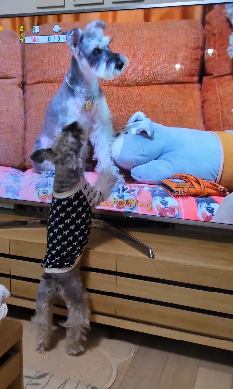 テレビに自分が出た時の風太くん4