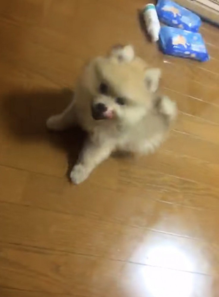 小さく育つと思っていたら…