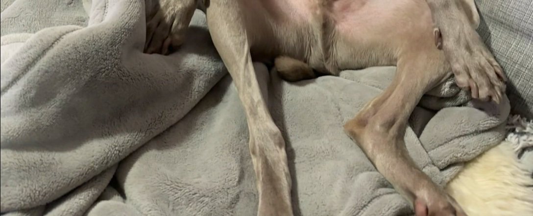 ソファに座る犬