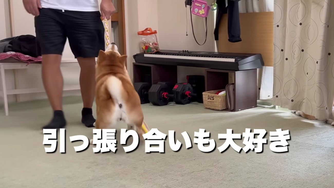 わらびちゃんは引っ張り合いが大好き！