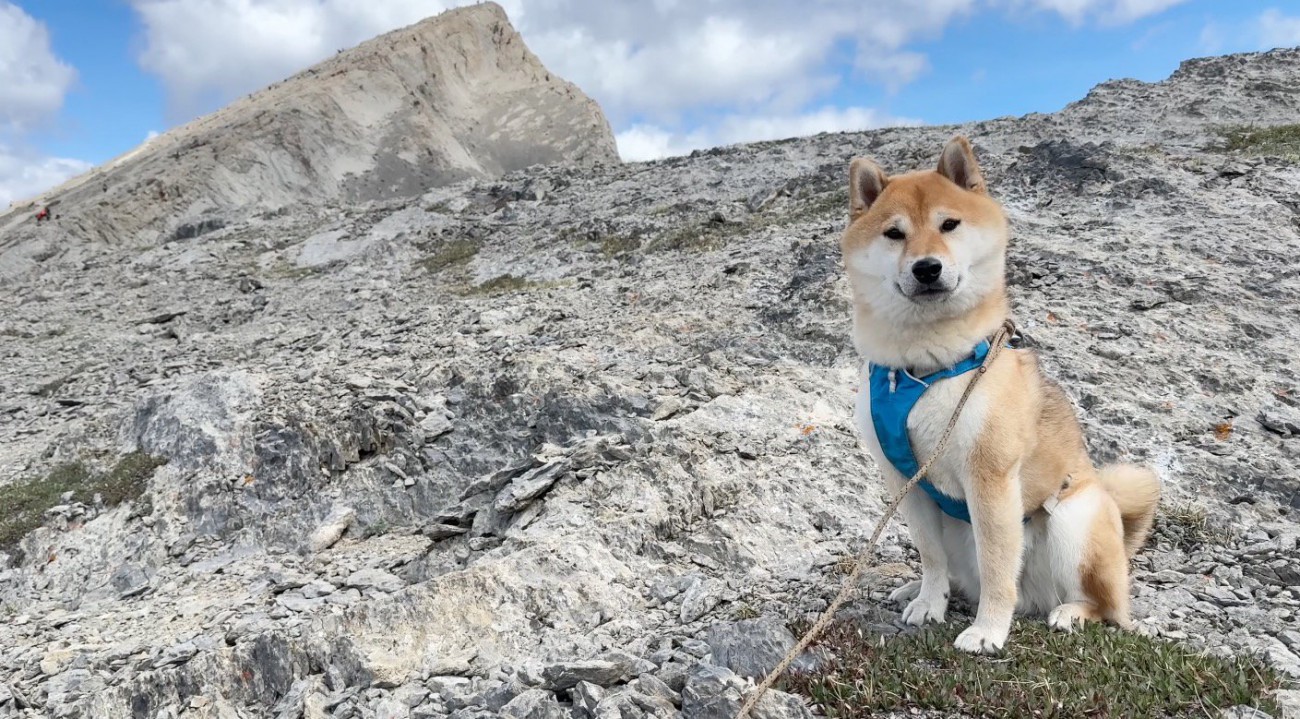 頂上付近の岩に座るオスの犬