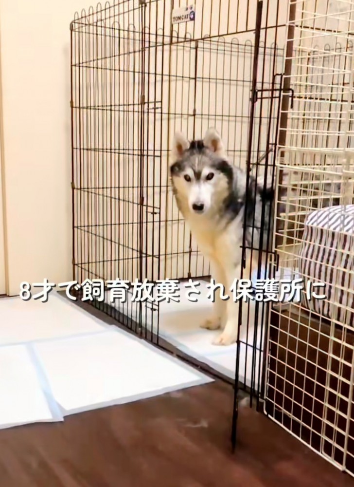ケージの中から顔を出す犬