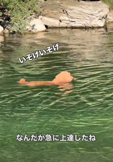 泳ぎが急に上達した
