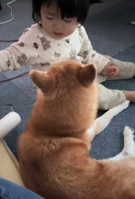 娘さんにコロコロしてもらうクウちゃん2