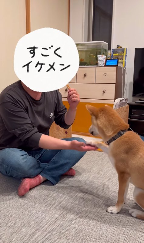 お手をする柴犬