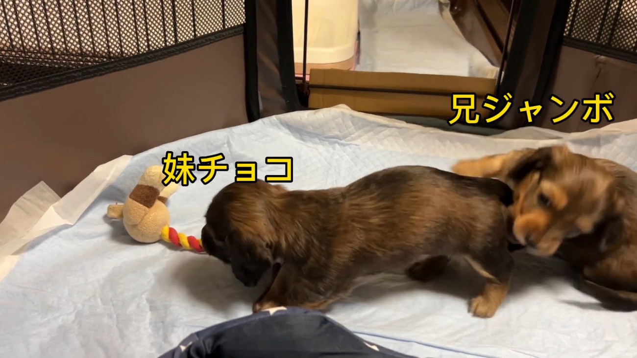 おもちゃを取られていじけるジャンボくん4