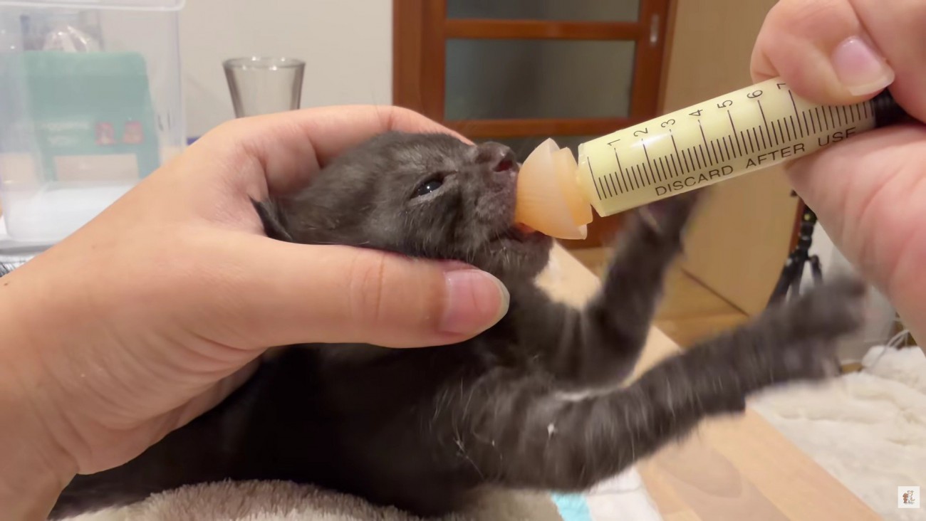 ミルクボランティア中だそう