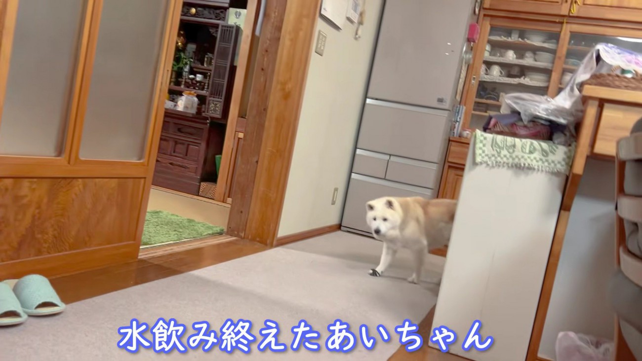 あいちゃんはハイシニア