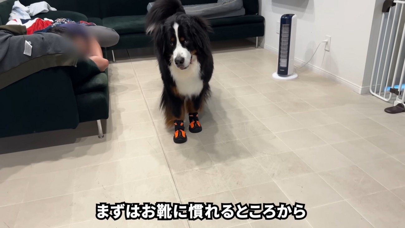 靴を履いたらフリーズ