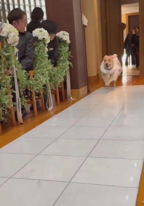 もう1匹のゴールデンレトリバーさんが！！