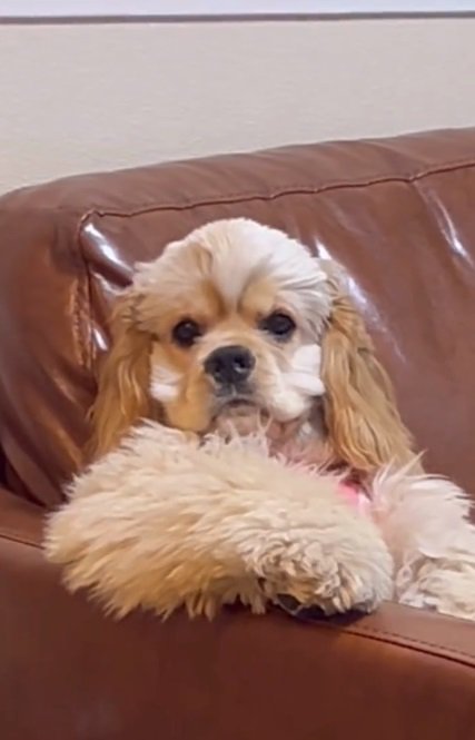 ドアップのハムちゃん