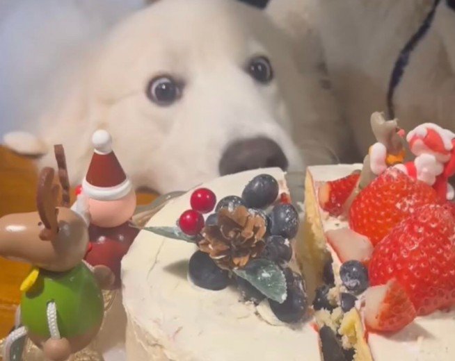 ケーキを見た愛犬が…