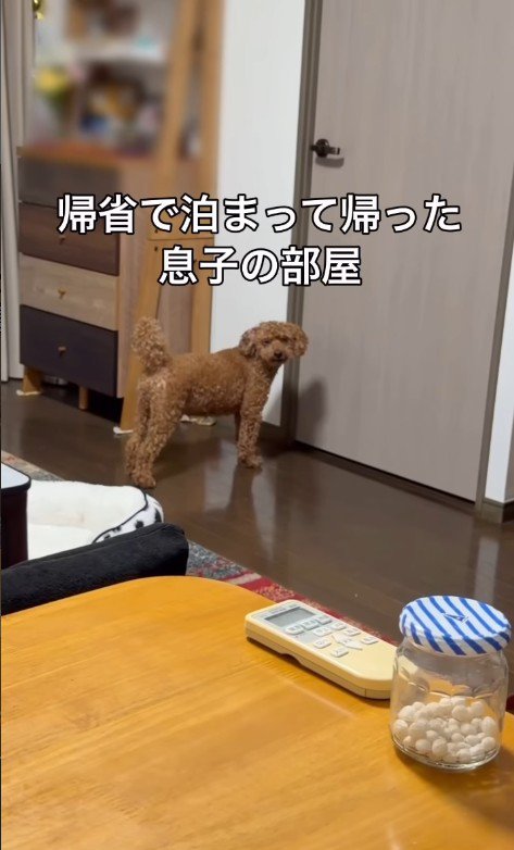 「お兄ちゃんに会いたい」とアピール