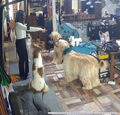 「オスワリ！」