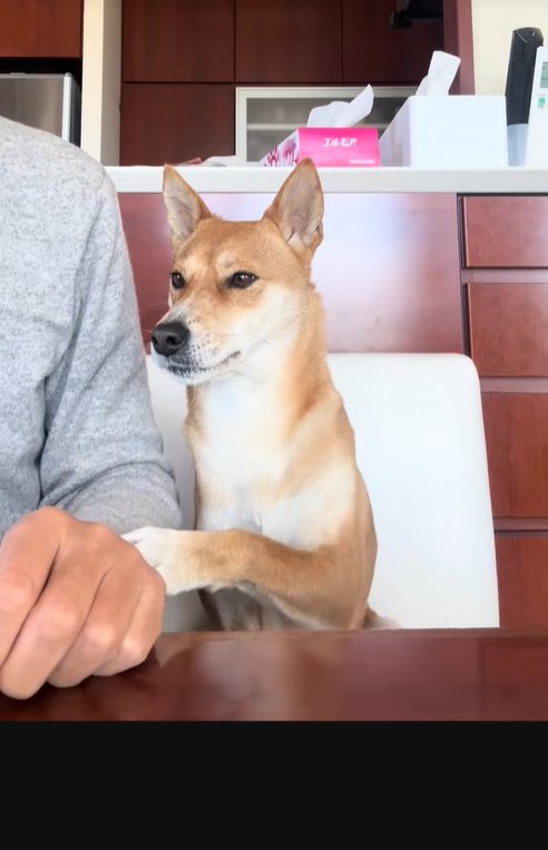 マッサージをせがむ保護犬