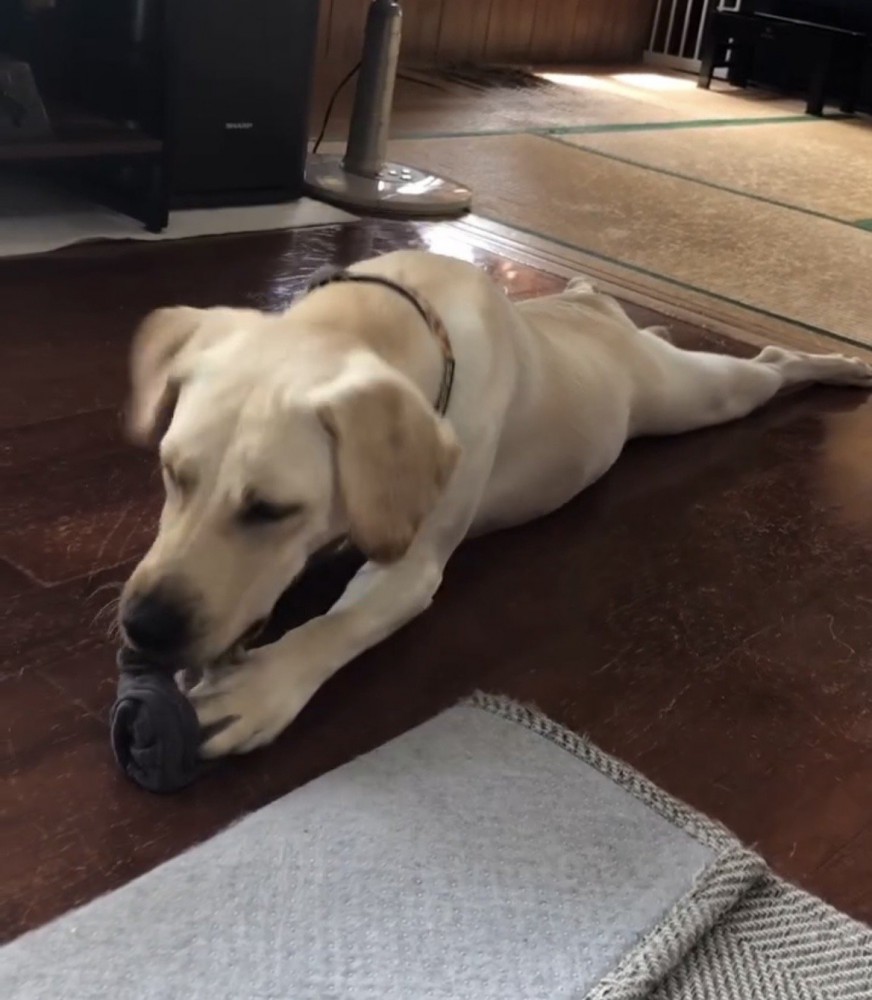 靴下をかじる犬