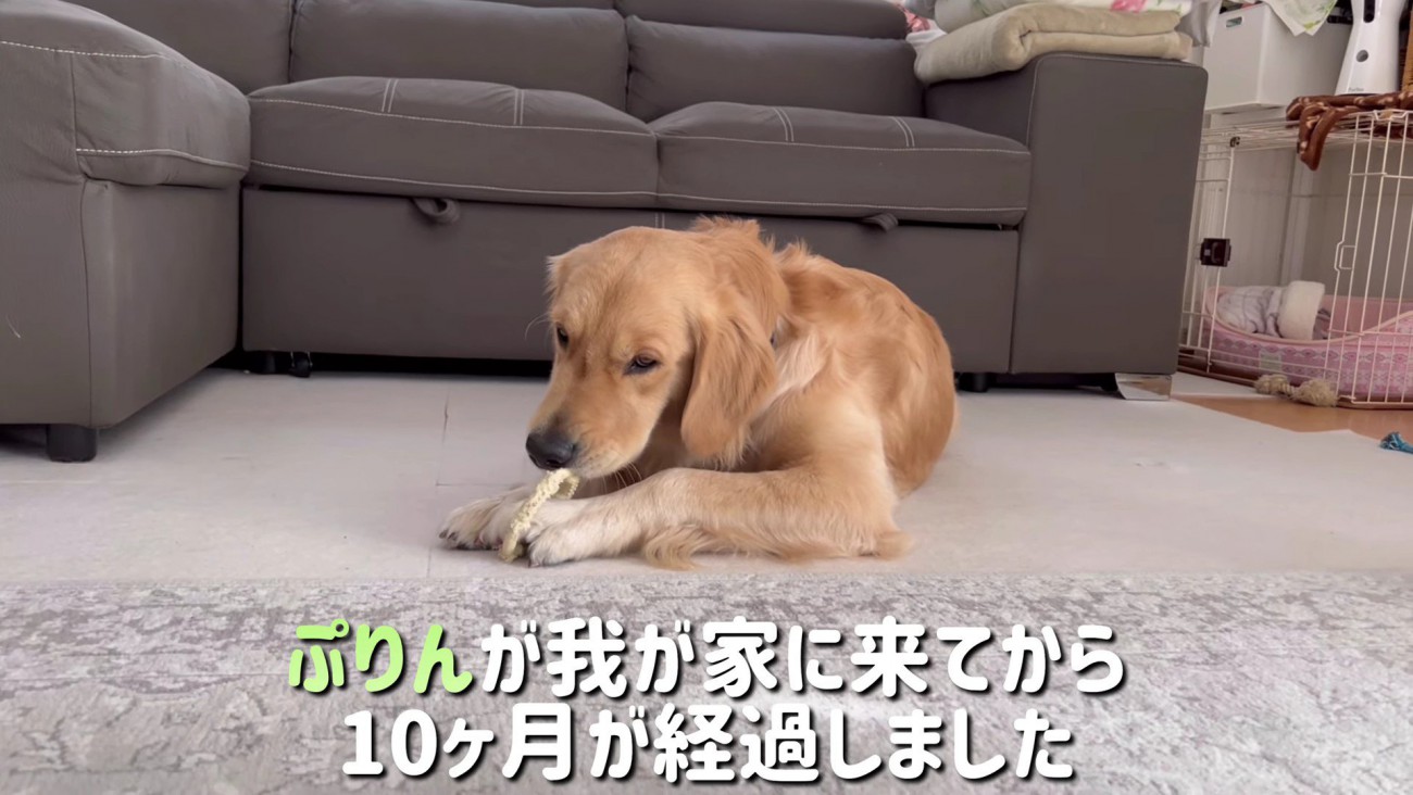 ぷりんちゃんが仲間入り♡