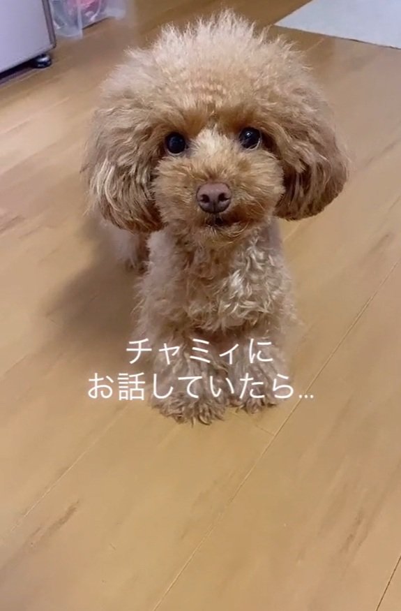 飼い主さんを見るチャミィちゃん