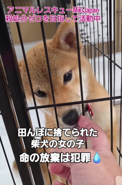 田んぼで捨てられた犬