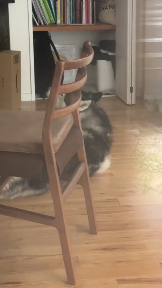 部屋の中で遠吠えする黒い犬