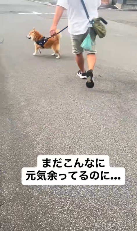 ぶん太くんとパパさんのお散歩7