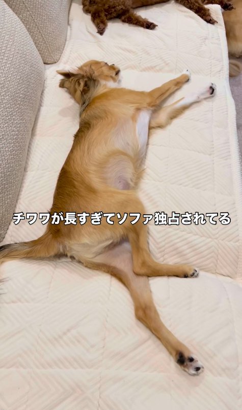 ソファに寝転がる小型犬